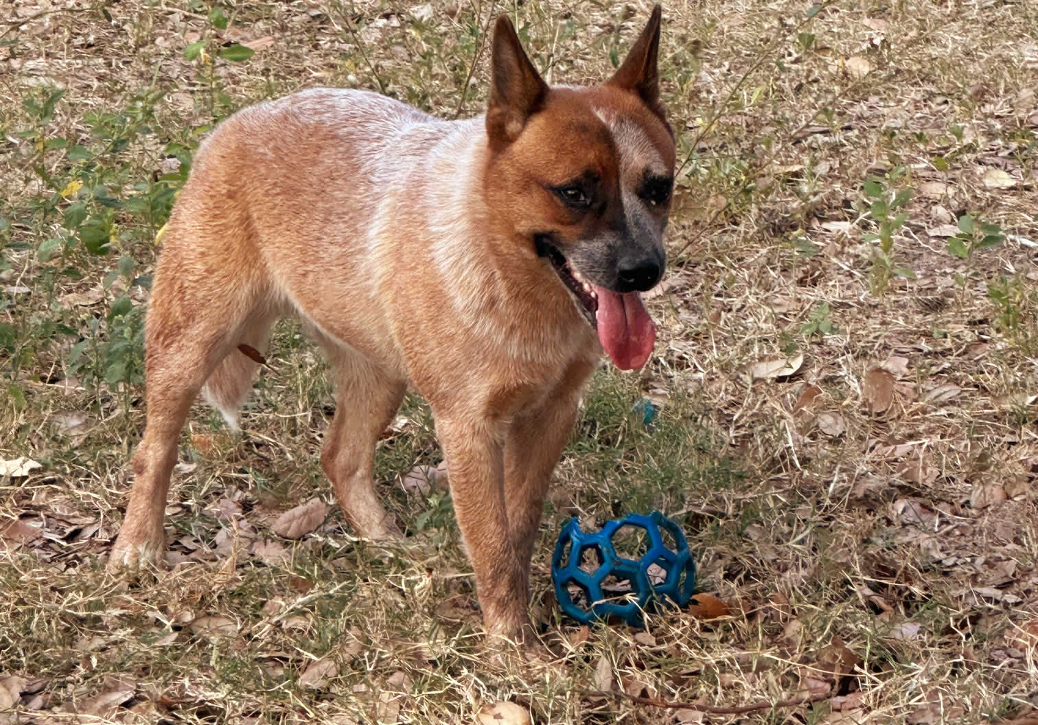 Hudsons Rockin The Two Faced (Chute)