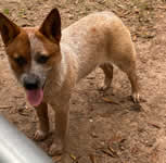 Hudsons Rockin The Two Faced (Chute)