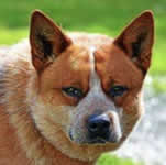 Chute's Sire: Willowpark Bush Tribute