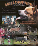 Chute's Sire: Willowpark Bush Tribute