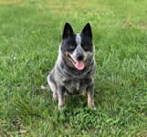 Chute's Dam: Hudsons Blue Lady Legend Lives On