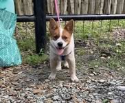 Danny’s Rockin Reba