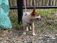 Danny’s Rockin Reba