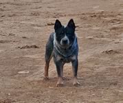 Reba's Sire: ROYAL'S HEART BREAKER (KAISER)