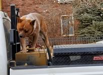 Reba's Dam: HUDSON'S STRAIGHT OUTTA BUZZARD (MOWGLI)