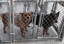 Dams parents from Hudson