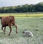 Danny’s Rockin Reba