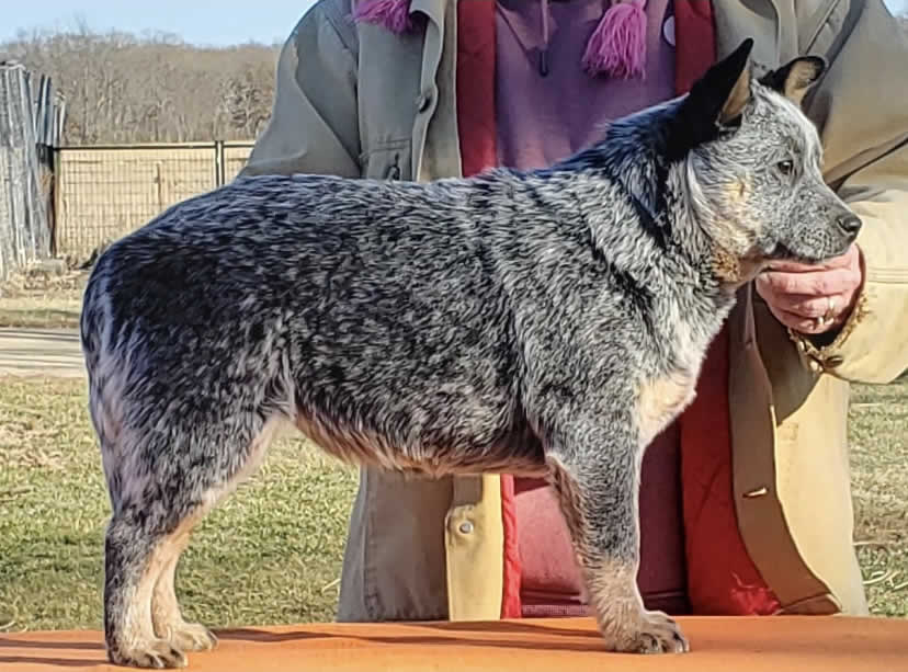 Cobbers I Hope - (Holly)