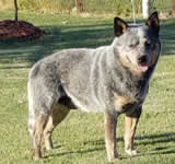 Cobbers I Hope - (Holly)