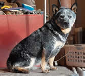 Cobbers I Hope - (Holly)