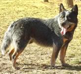 Rockin C Pearl's Sire: R'S COWCO CLYDE THE WONDER DOG