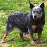 Rockin C Pearl's Dam: COWCO'S COCO PUFF