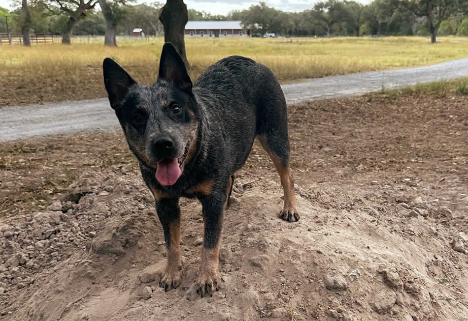 Danny’s Rockin Reba