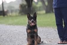 Royal’s Rockin The Fame “Fame”