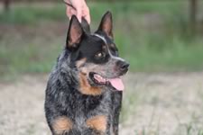 Royal’s Rockin The Fame “Fame”