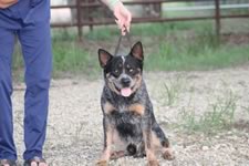 Royal’s Rockin The Fame “Fame”