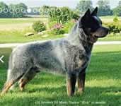 Fame’s Sire: CH Revolver Di Monte Tonico