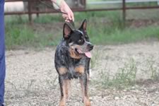 Royal’s Rockin The Fame “Fame”