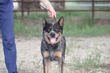 Royal’s Rockin The Fame “Fame”