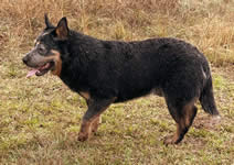 QueBlue Prime Mover “Mack”