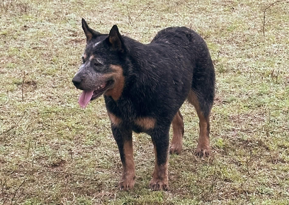 Royal’s Rockin The Fame “Fame”